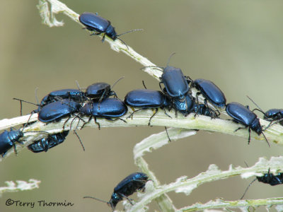 Altica bimarginata - Willow Flea Beetles A1.JPG