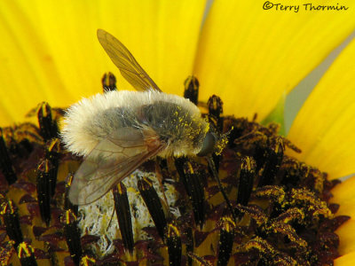Anastoechus sp. - Bee fly A1a.jpg