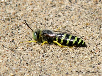 Bembix americana - Sand Wasp male 7a.jpg