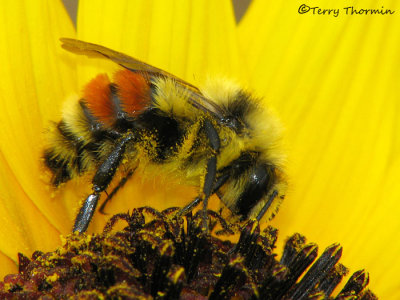 Bombus ternarius - Tricolored Bumblebee 2a.jpg