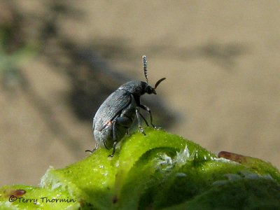 Seed Beetles - Bruchidae