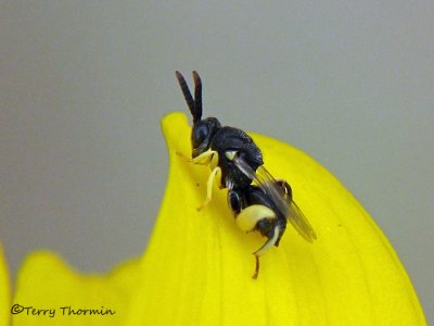 Chalcidoid Wasps - Chalcidoidea