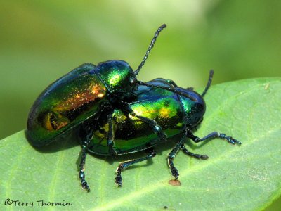 Chrysochus auratus - Dogbane Beetles mating 7a.jpg