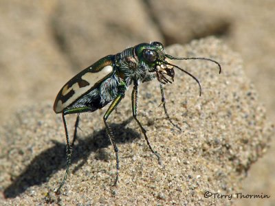 Cicindela lengi - Blowout Tiger Beetle 16a.jpg