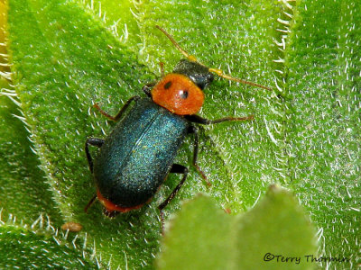 Collops bipunctatus 3a.jpg