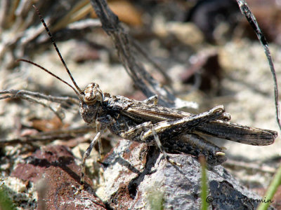 Derotmema haydeni - Haydens Grasshopper 1a.jpg