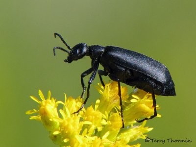Epicauta pennsylvanica - Black Blister Beetle 6a.jpg