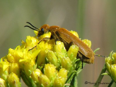 Epicauta ferruginea - Blister Beetle B4a.jpg