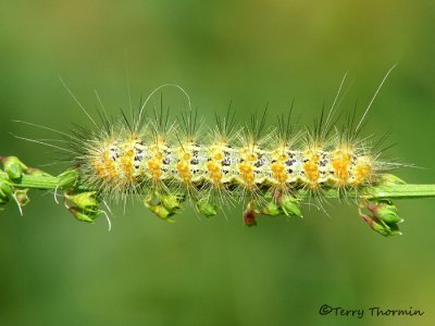 Estigmene acrea - Salt Marsh Caterpillar 1a.jpg