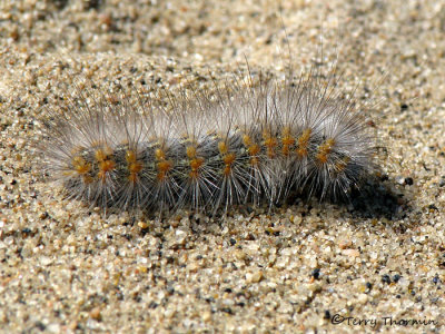 Estigmene acrea - Salt Marsh Caterpillar 2a.jpg