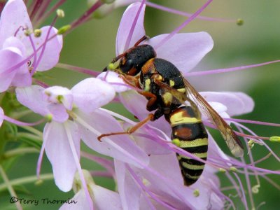 Euodynerus annulatus - Eumenine  wasp A1a.jpg