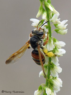 Andrena sp. - Andrenid bee female A1a.jpg
