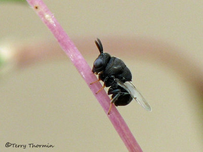 Perilampid wasp B3a.jpg