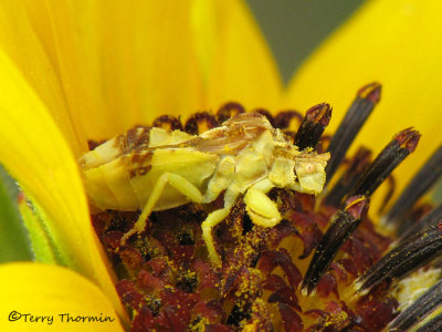 Phymata americana americana - Ambush Bug female 1a.jpg