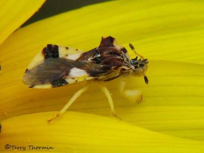 Phymata americana americana - Ambush Bug male 1a.jpg