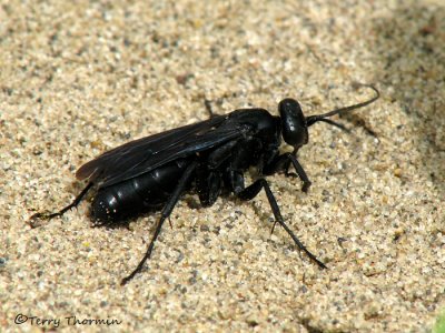 Pompilid - Spider wasp A3a.jpg