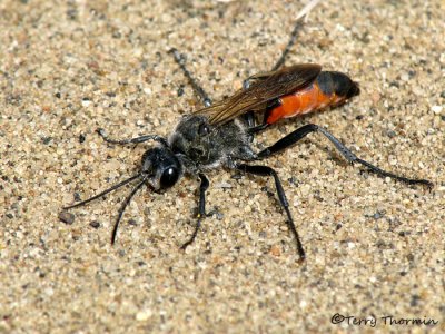 Prionyx sp. - Sphecid wasp C2a.jpg