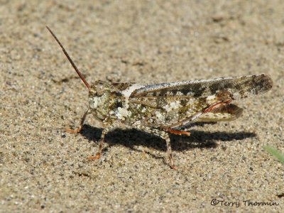 Spharagemon collare - Mottled Sand Grasshopper 5a.jpg