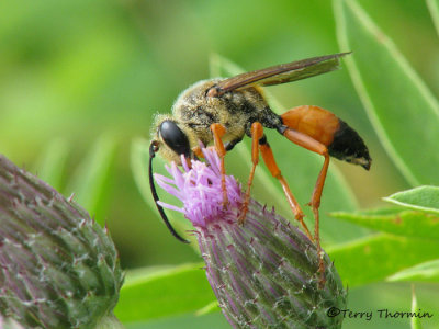 Sphex ichneumonius - Great Golden Digger Wasp 1b.jpg