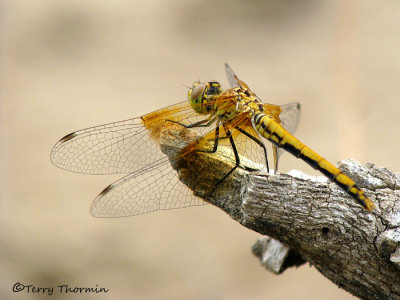 Sympetrum semicinctum - Band-winged Meadowhawk 1a.jpg