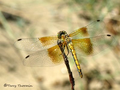 Sympetrum semicinctum - Band-winged Meadowhawk 6a.jpg