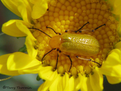 Zonitis immaculata - Blister Beetle 4a.jpg