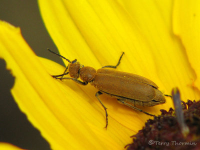 Epicauta ferruginea - Blister Beetle B1a.jpg