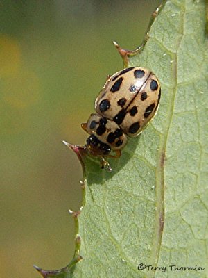 Anisosticta bitriangularis - Marsh Ladybug 3a.jpg
