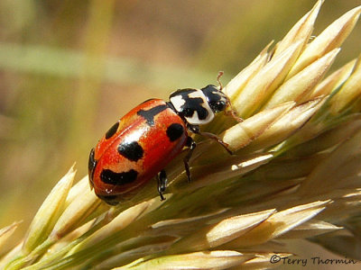 Hippodamia parenthesis - Parenthesis Ladybug 1a.jpg