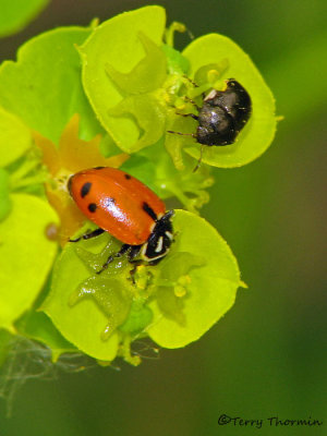 Hippodamia sinuata - Sinuate Ladybug 1b.jpg