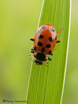 Hippodamia tredecimpunctata - 13 Spot Ladybug 3a.jpg