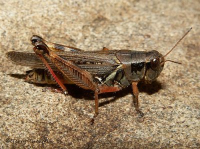 Melanoplus sp. possibly bruneri - Spur-throated Grasshopper 3.jpg