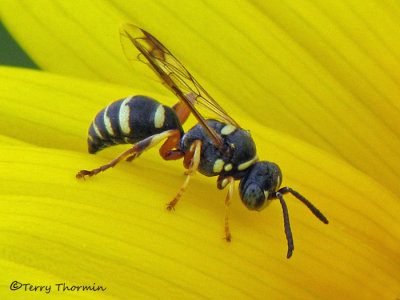 Hoplisoides sp. - Bembicine Wasp A1a.jpg