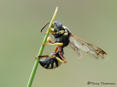Hoplisoides sp. - Bembicine Wasp A2a.jpg