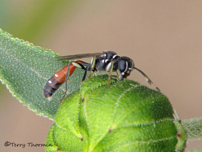 Mellinus abdominalus - Aphid Wasp male.jpg