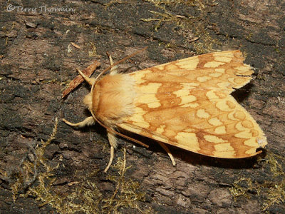 Lophocampa maculata - Spotted Tussock Moth 3.JPG