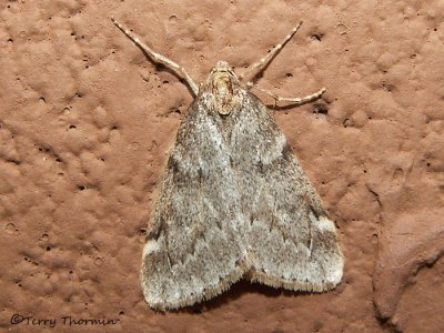 Alsophila pometaria - Fall Cankerworm 2.jpg