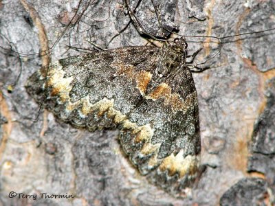 Dystroma walkerata 1.jpg