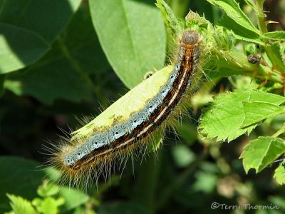 Tent Caterpillars and Lappet Moths - Lasiocampidae