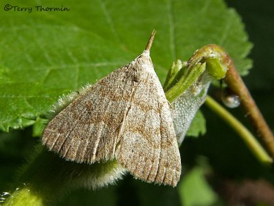 Chytolita petrealis 3.JPG