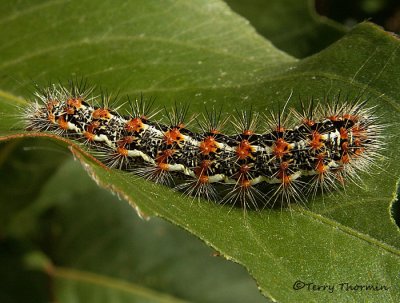 Simyra henrici - Henry's Marsh Moth caterpillar 1.jpg