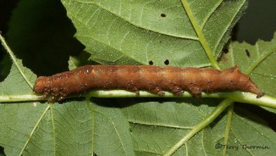 Zale lunata - Lunate Zale caterpillar 1a.jpg