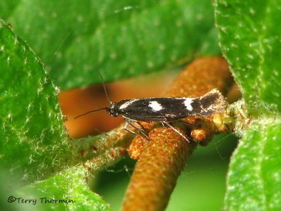 Flower Moths - Scythrididae