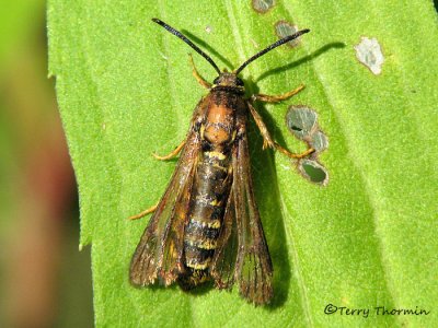 Albuna sp. - Sesiid moth A1.jpg