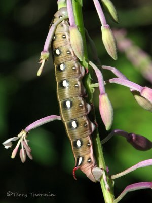 Hyles galium - Galium Sphinx Moth caterpillar 2.jpg