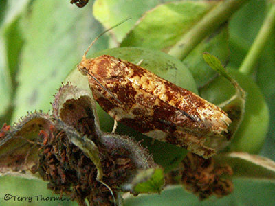 Archips cerasivoranus - Uglynest Moth 1.JPG