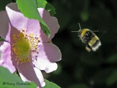 Bombus moderatus, bumblebee in flight 1a.jpg
