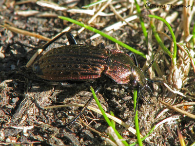 Carabus maeander - Carabid beetle 6.JPG