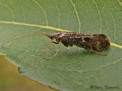 Caddisfly B1a.jpg