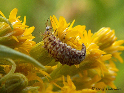 Green Lacewing larva - Chrysopa sp. 3.JPG